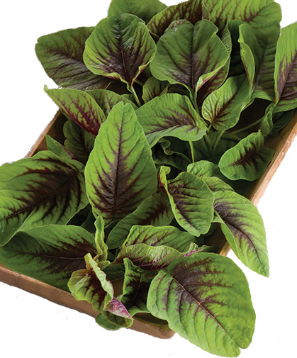 A harvest of fresh vegetable amaranth greens.