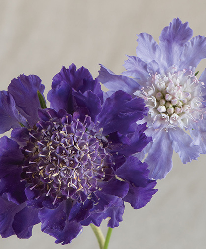 A pale-blue variety of Scabiosa caucasica, a clump-forming perennial flower native to the Caucasus mountains.
