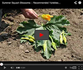 Summer Squash Blossoms Summer Squash Blossoms