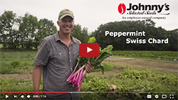 Peppermint Swiss Chard