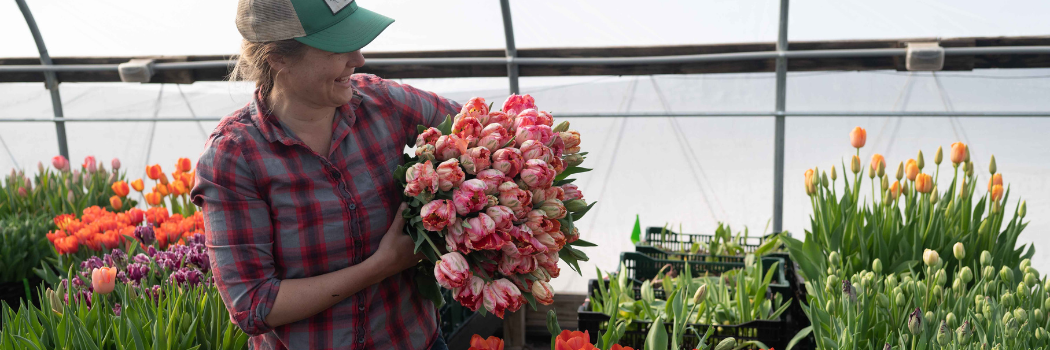 Harvesting forced tulips in a high tunnel