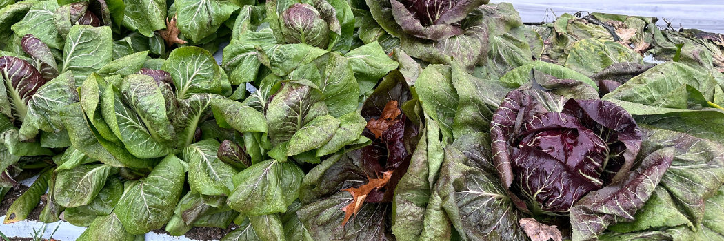 heads of radicchio