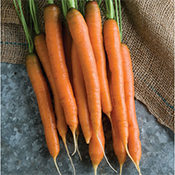 Winter Carrots