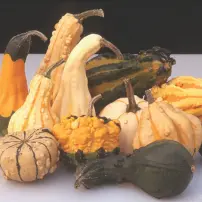 harrowsmith select gourd