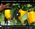 Greenhouse Peppers Greenhouse Peppers