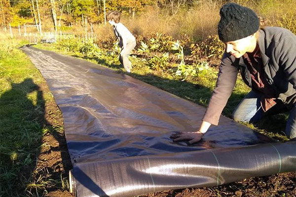 Laying landscape fabric at Stars of the Meadow