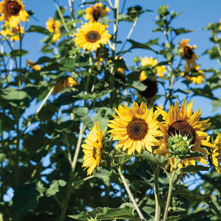 Henry Wilde Sunflower