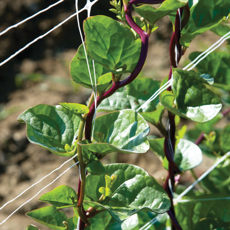 Red Malabar Spinach