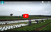 Blanching Frisee in the Field with Blanching Caps