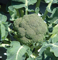 Belstar Broccoli