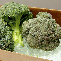 Standard Broccoli Planting Program