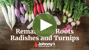 View Our Full Webinar Video