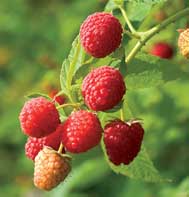 Prelude Raspberry Plants