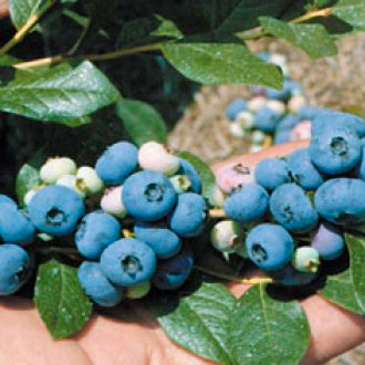 Patriot Blueberry Plants