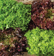 Salanova Lettuce Varieties