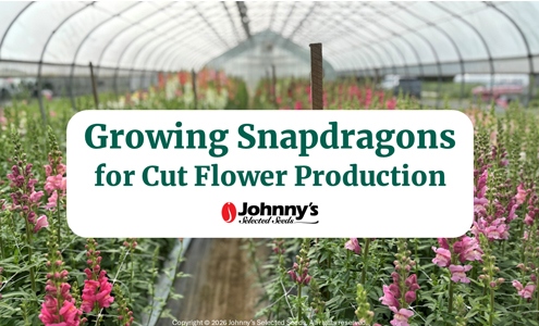 Snapdragons Webinar Resources