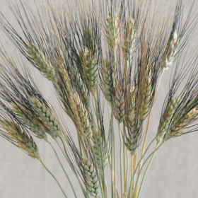 How to Grow Black & Silver Tip Ornamental Wheat 