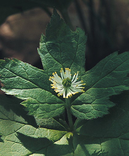 Goldenseal leaves, stalk, and flower; the roots of this herb are used for the active constituent berberine.