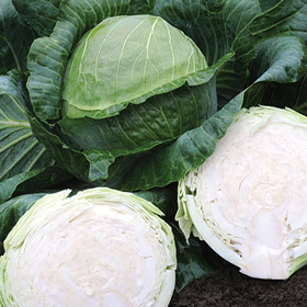 How to Grow Cabbage