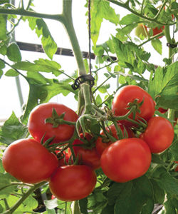 Carrots Love Tomatoes Pdf