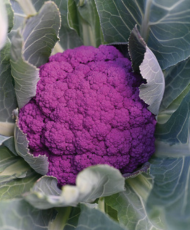 Purple Moon