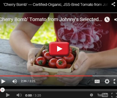 Organic Cherry Bomb Tomato
