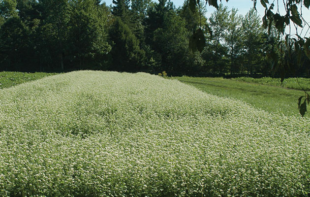 Buckwheat Planting in Johnny's Trial Fields