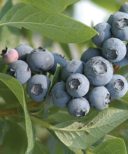 Blueberries; this is a highbush type, also known as New Jersey blueberries.