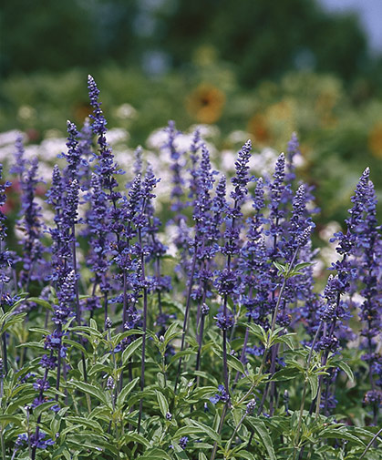 A bed of Salvia farinacea (mealycup sage), prized for its early, bright blue flowers borne on strong, thin stems.