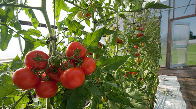 Johnny's Trial Greenhouse in Albion, Maine