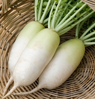 Alpine Daikon Radish