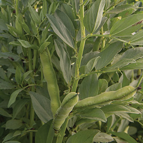 How to Grow Fava Beans