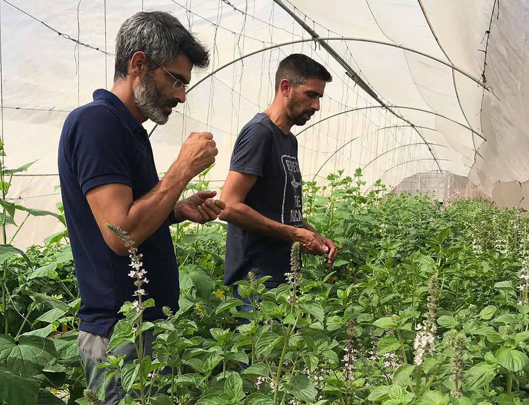 Dr Arnon Brand of Genesis Seeds and Dr Yariv Ben-Naim of Bar-Ilan University evaluate a crop of Prospera basil in flower