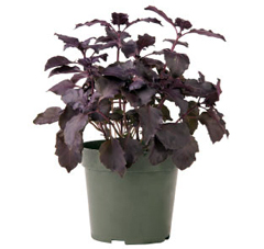 Container-grown Dark Opal Basil Plant