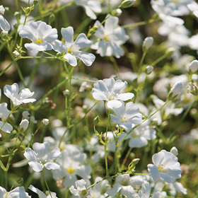 How to Grow Gypsophila (Baby's Breath)