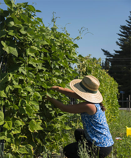 A planting of pole beans showing the vines, leaves, and flowers, as well as developing seed pods.