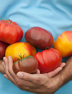 Lame coupe tomate made in France