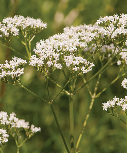 Valerian plant in bloom; any average, well-drained soil will suffice, in full sun to part shade; this extremely cold-hardy herb makes few demands.