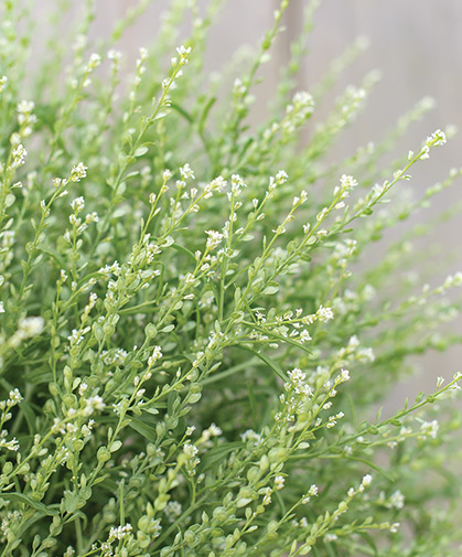 Persian cress (Lepidium sativum) flowers: a fail-safe, late summer and fall filler for bouquets.