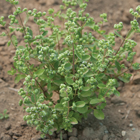 How to Grow Sweet Marjoram from Seed