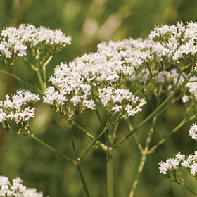 How to Grow Valerian