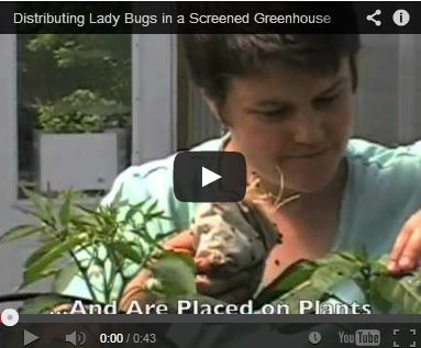 Distributing Ladybugs Distributing Ladybugs