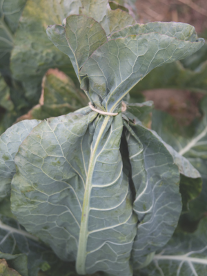 blanching cauliflower