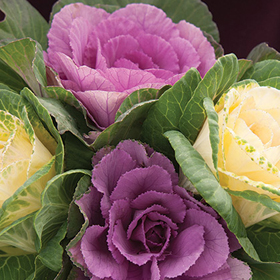 How to Grow Ornamental Kale