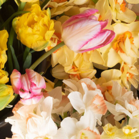Tulips and daffodils
