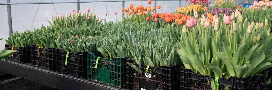 Forced tulips in a high tunnel