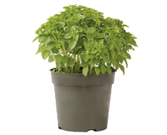 Container-grown Piccolino Basil Plant