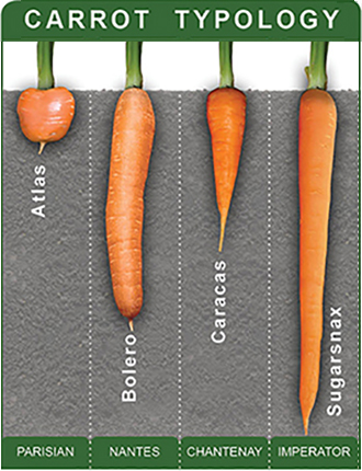 Carrot Typology Chart