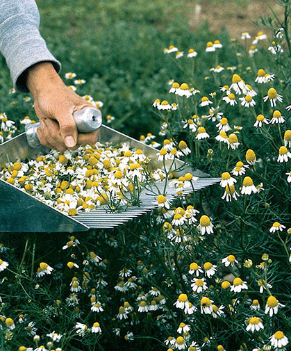 A field of common chamomile flowers being raked for drying and later use in teas, potpourri, or herbal compounds.