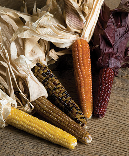 Ornamental broom corn, which provides a useful filler or background item in fall harvest displays.